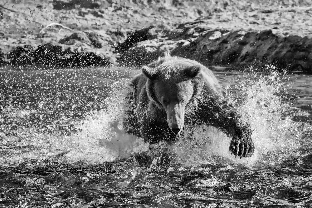 Медвежья рыбалка.