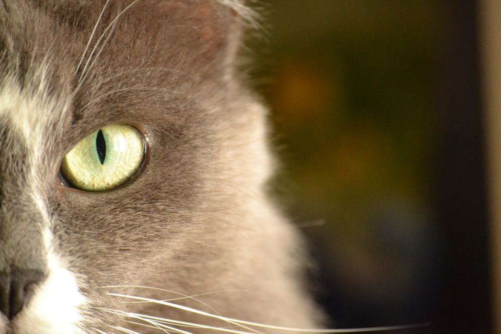 Фотография автора Елена Драко