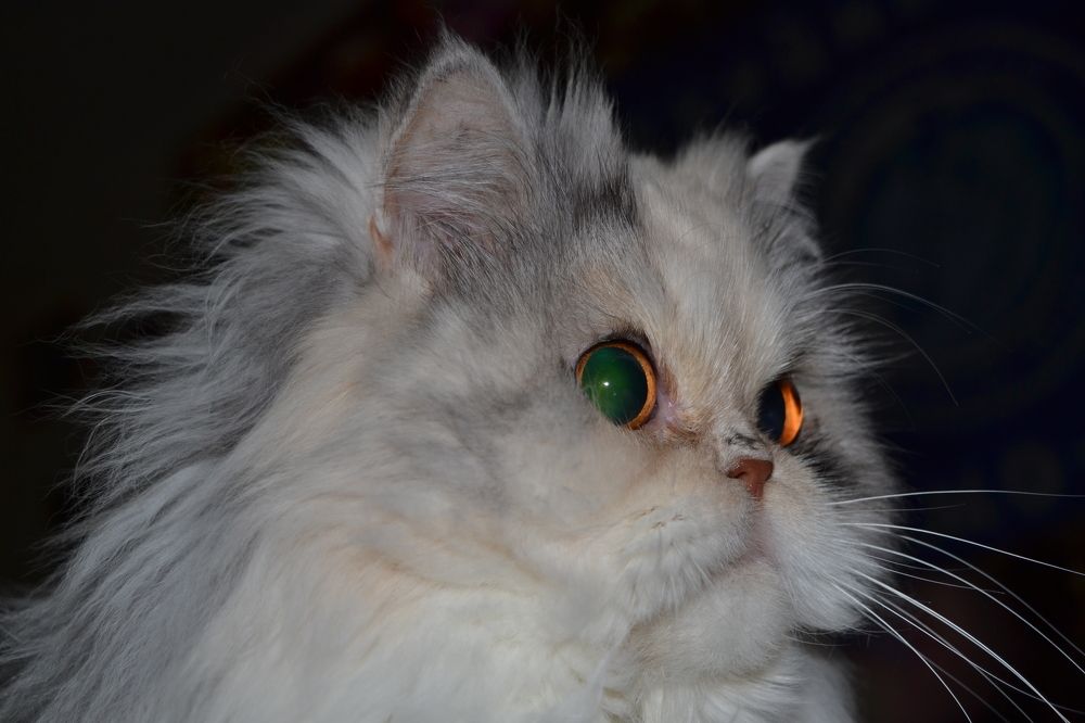 Фотография автора Елена Драко