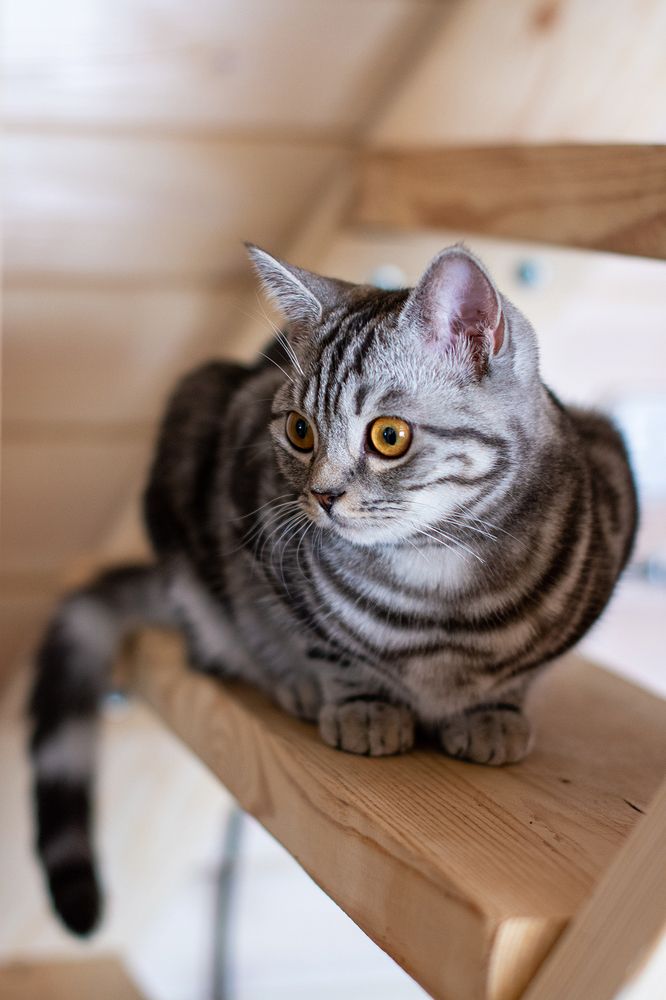 На лестнице