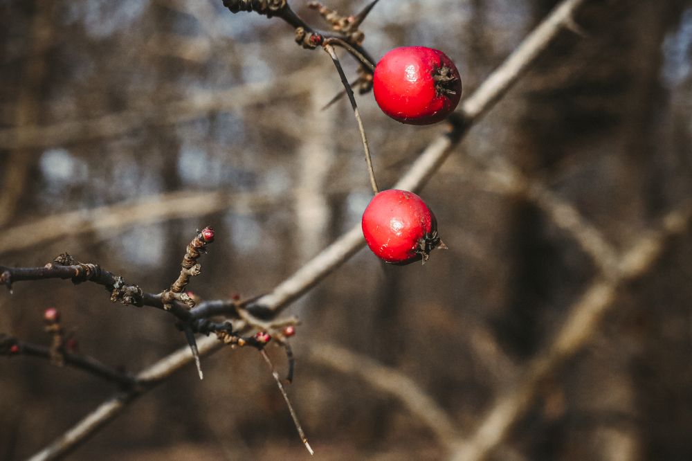 Photograph by Abdollah Fallah