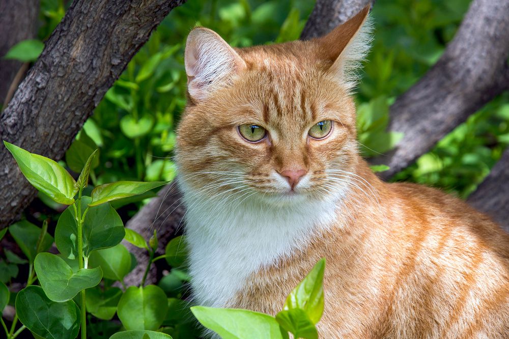 Портрет рыжей кошки