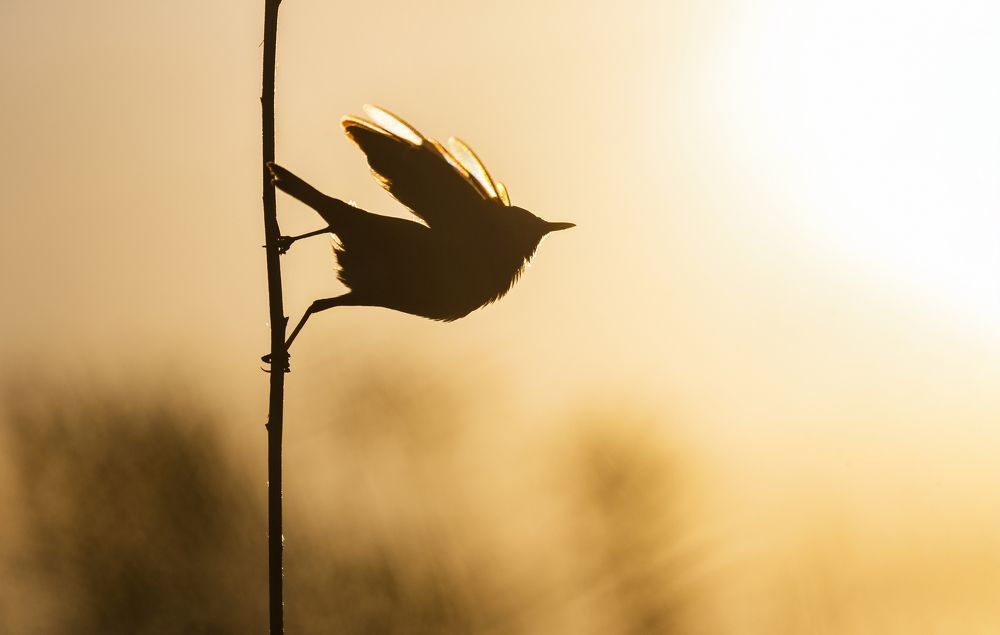 Photograph by Людмила Бегунова