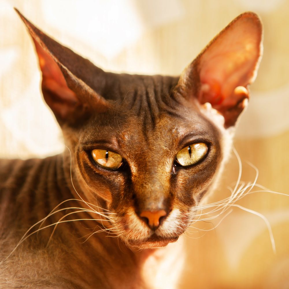 Photograph by Наталья Саксонова