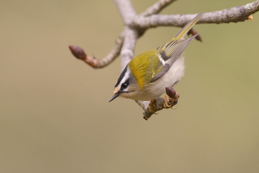 Красноголовый королёк