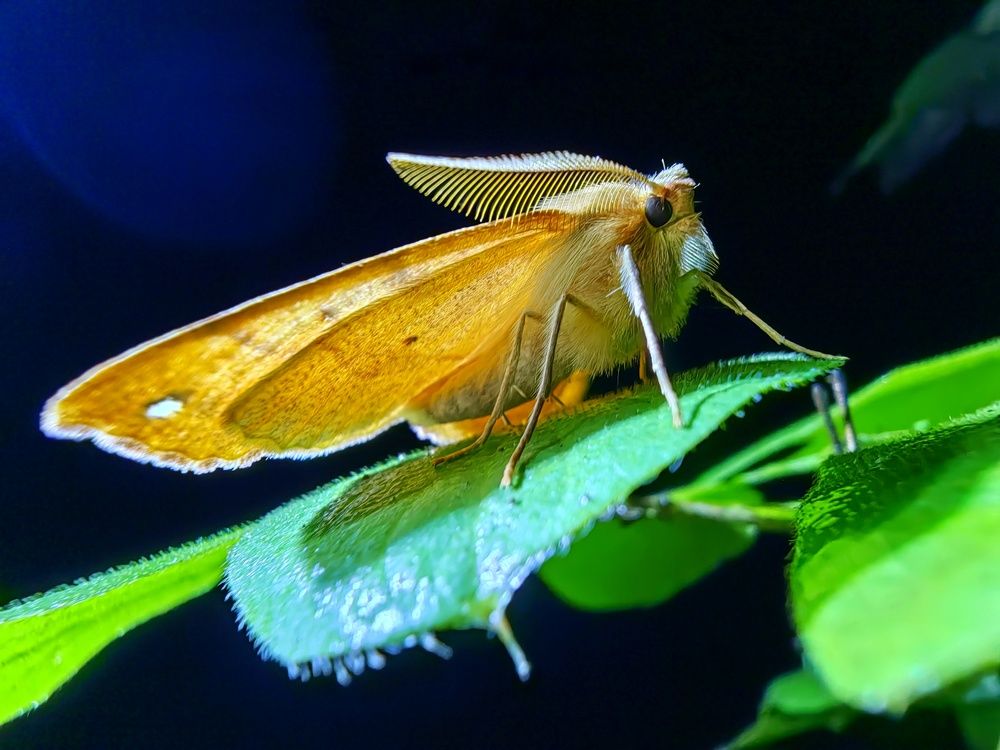 Пяденица хохлатая