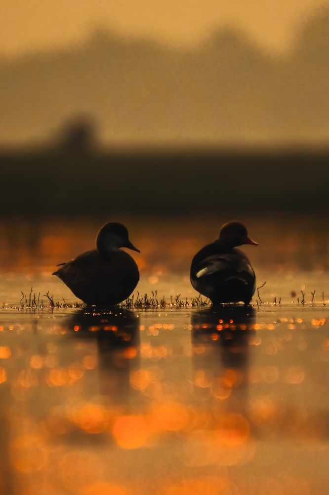 Photograph by Dipsankar Saha