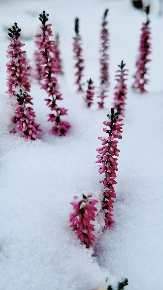 Photograph by Oxana Pet