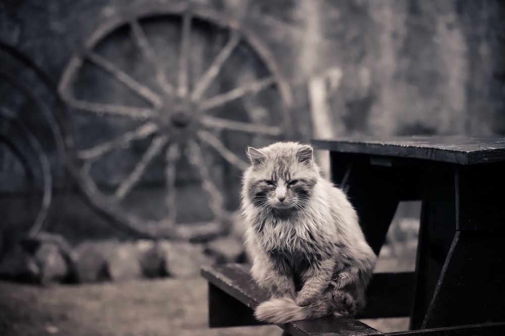 Photograph by Александр Перегоненко