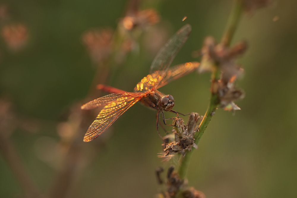 Photograph by Алена Полетаева