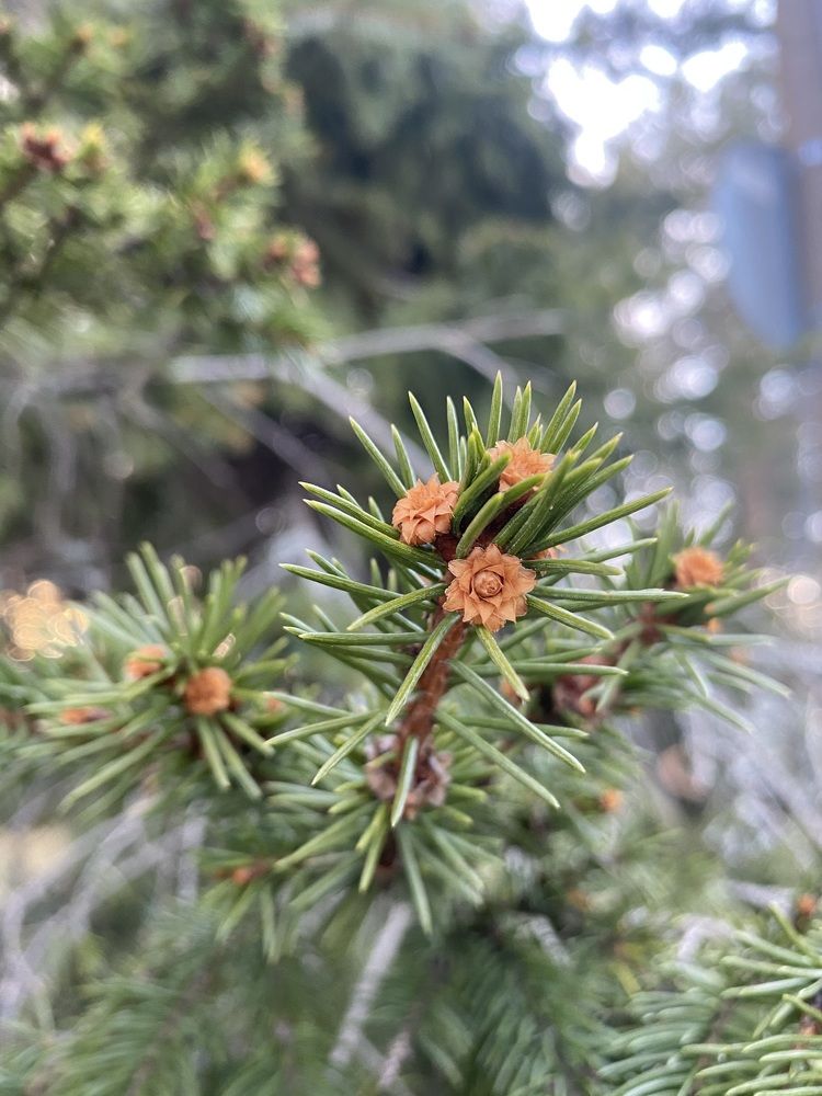 Photograph by Анастасия Лукьянюк