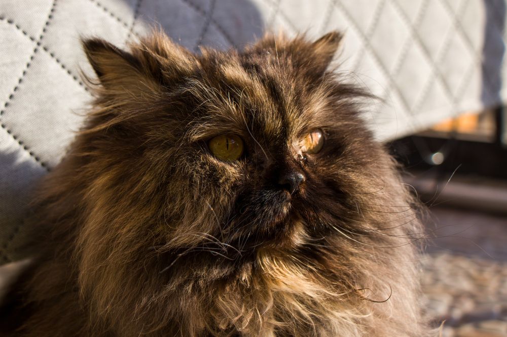 Photograph by Алина Ерехинская