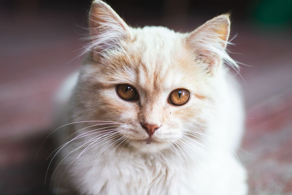 Фотография автора Данила Николюкин