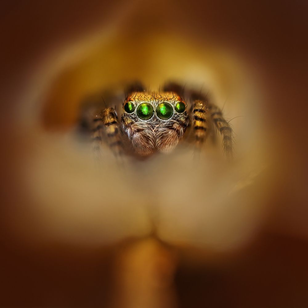 Photograph by Sara Jazbar