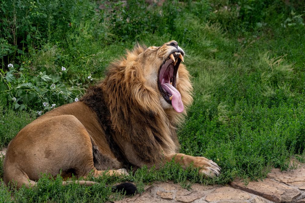 Царь зевает -:))