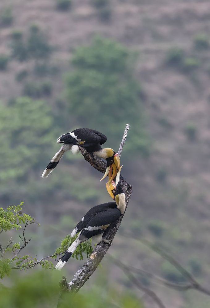 Photograph by Sartaj Singh Bamrah