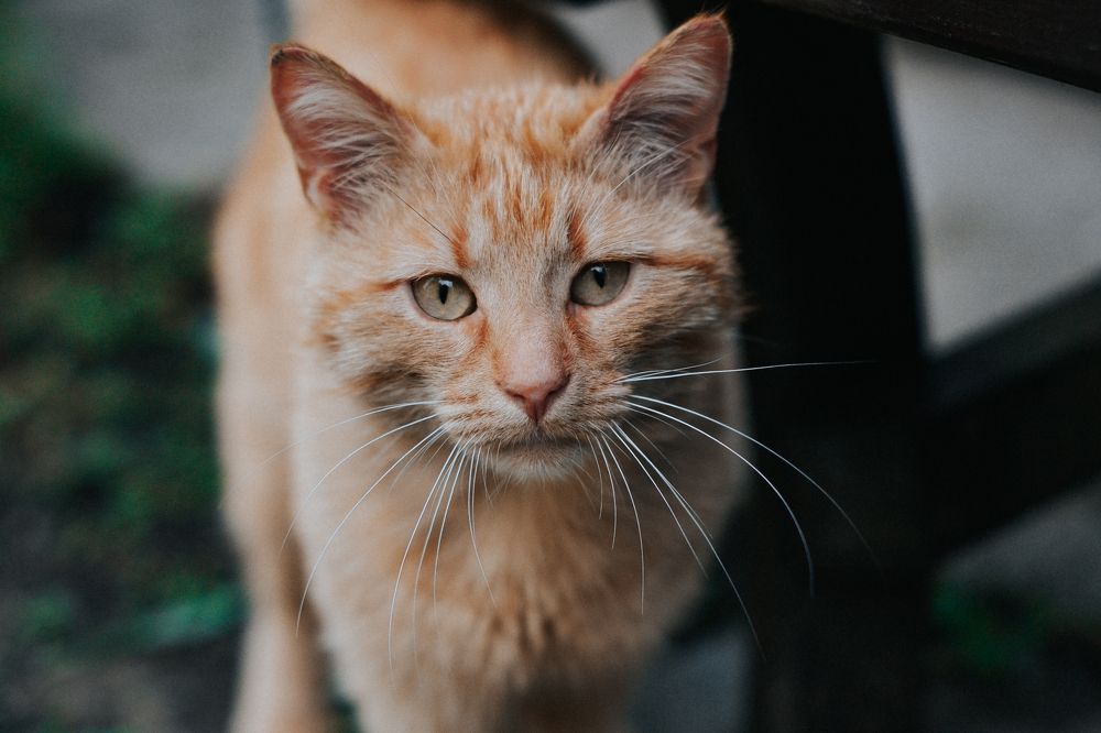 Photograph by Мария Шерер