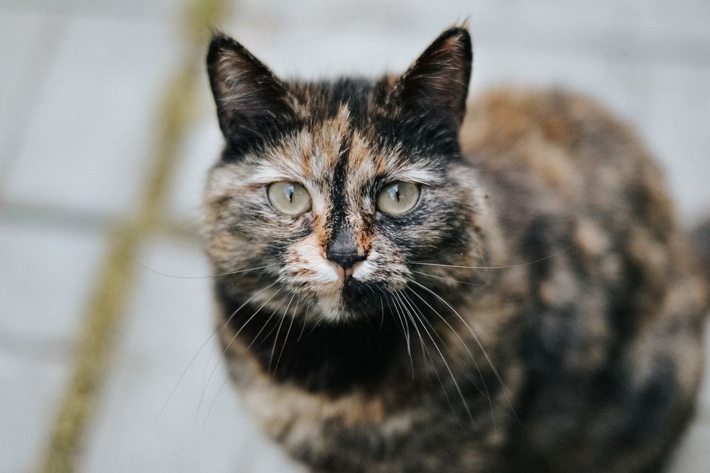 Photograph by Мария Шерер