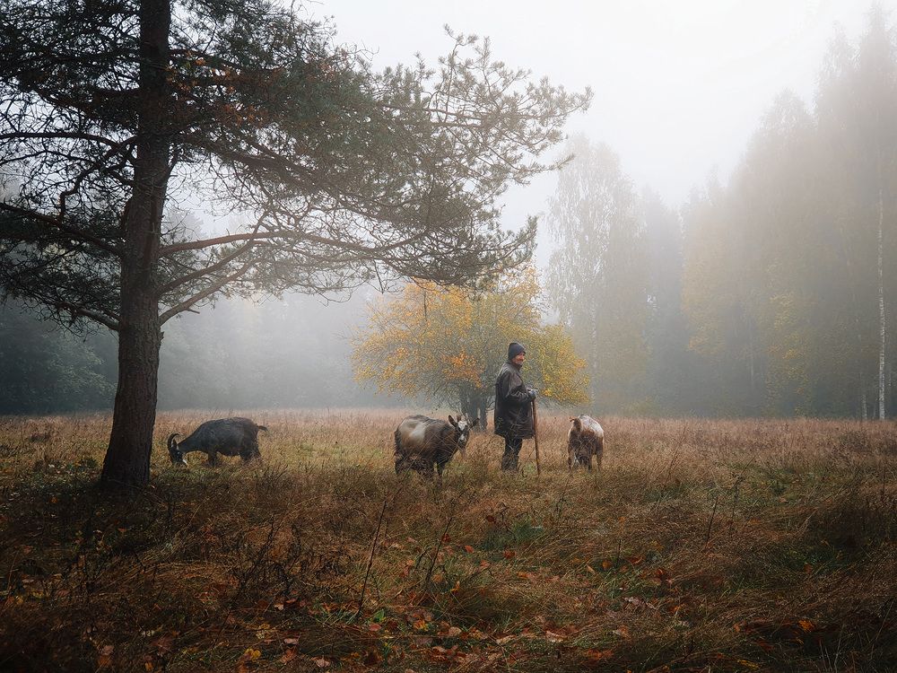 Туманные козы