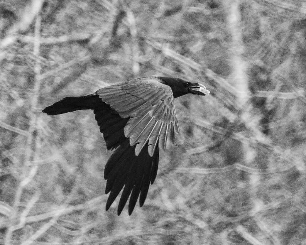 Photograph by Алексей Борисов