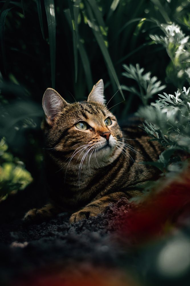 Сметанорожденный