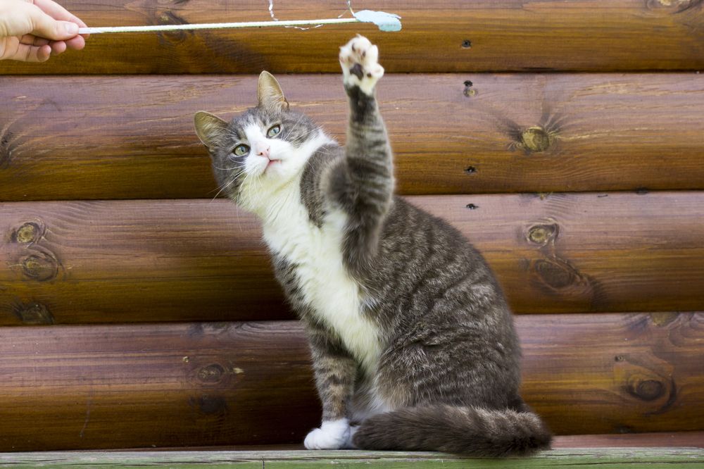 Ну дай мою прелесть.....