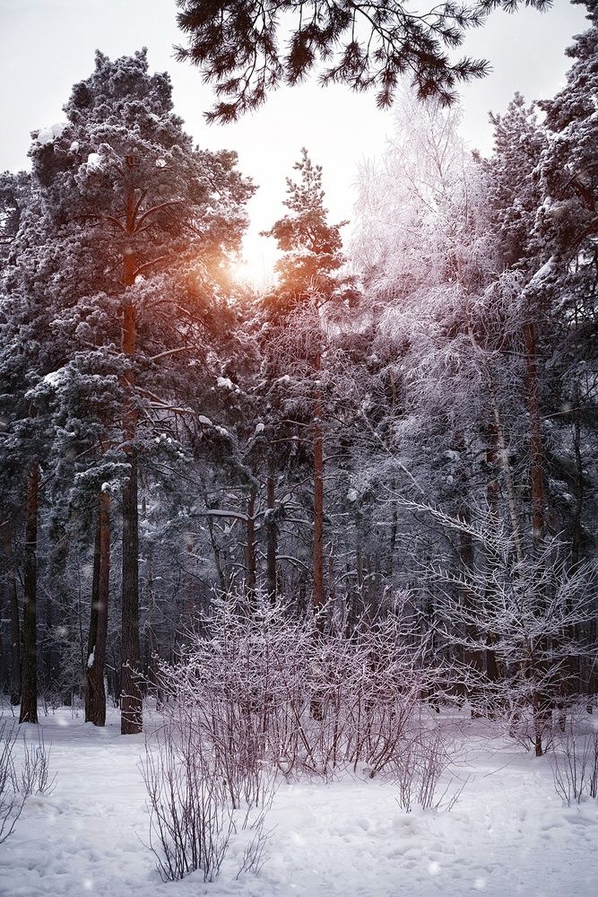 Зимняя сказка