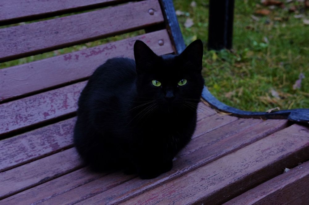 Зеленоглазая кошка