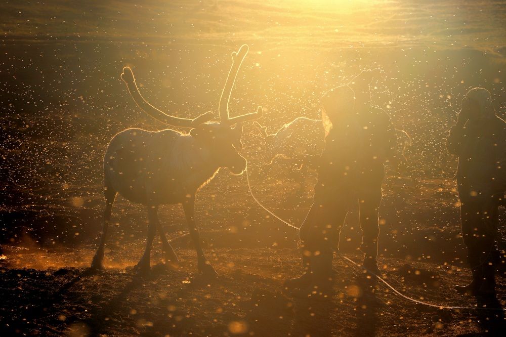 Золотые олени