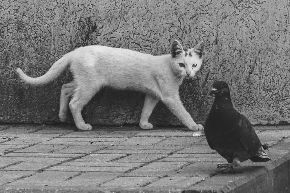 Photograph by Роман Однорал