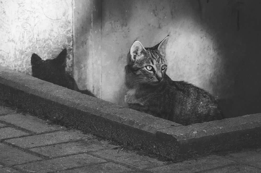 Photograph by Роман Однорал