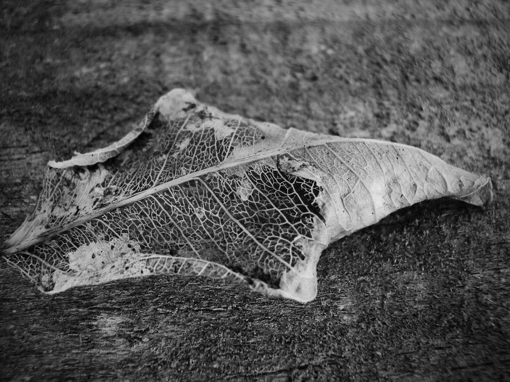 Photograph by Vinicius Maia