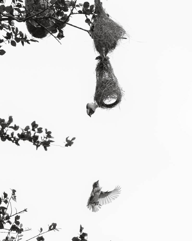 Natures Best Architect's Love Story