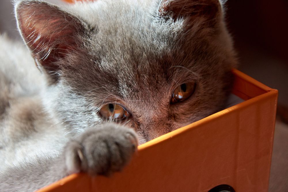 Photograph by  Nick Den