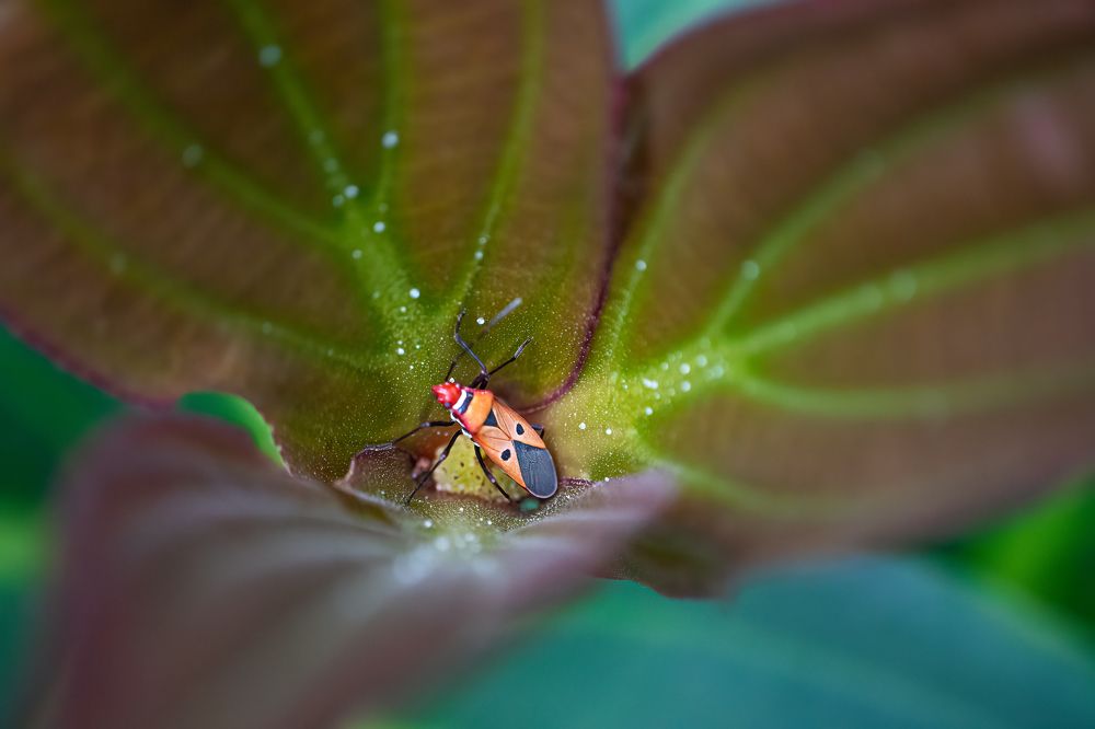 Nature's Twinkling Lights