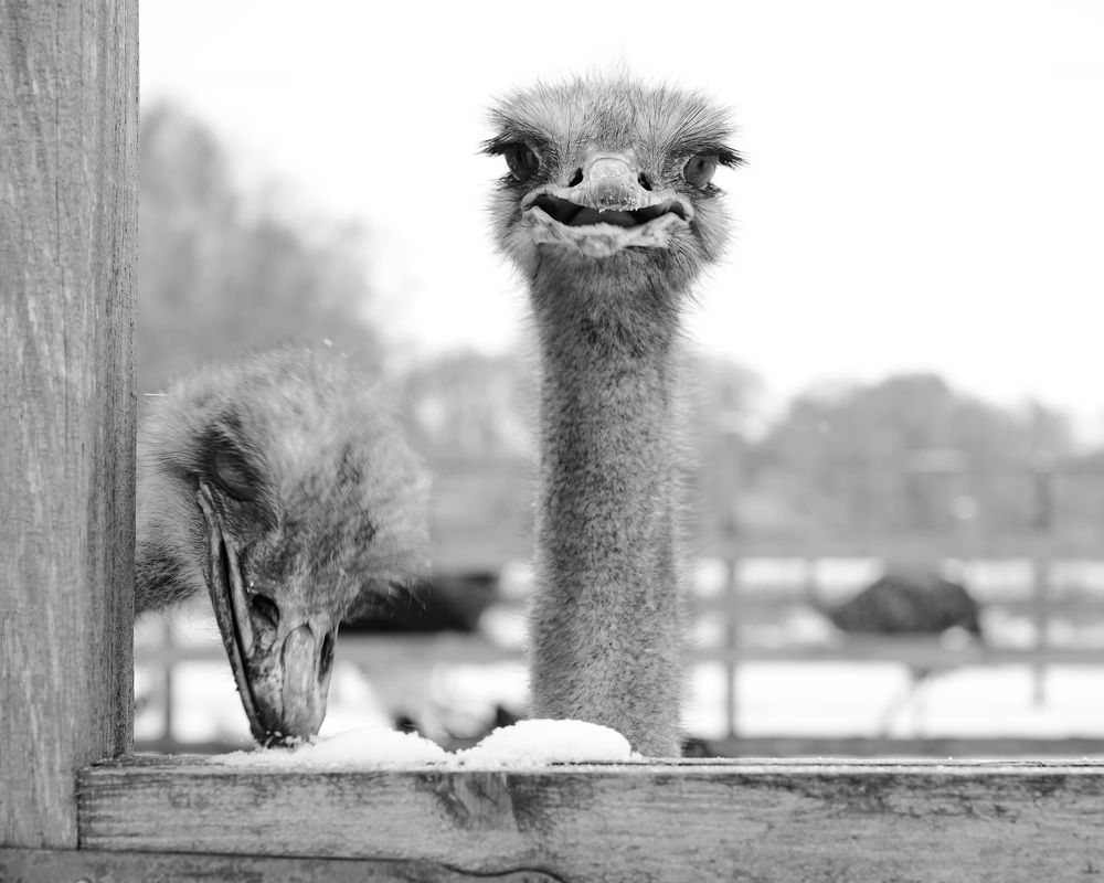 Photograph by Ирина Ксензова