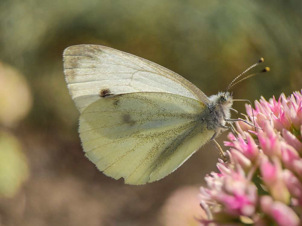 Photograph by Дина Горбачёва