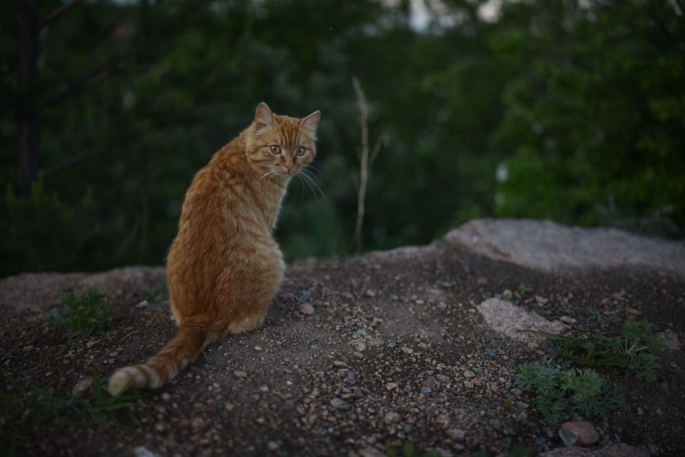 Photograph by Виктория Шамурина