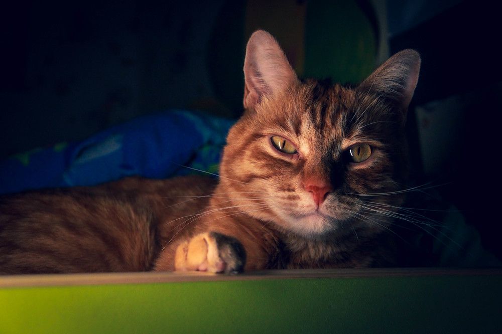 Photograph by Света Мулыкина