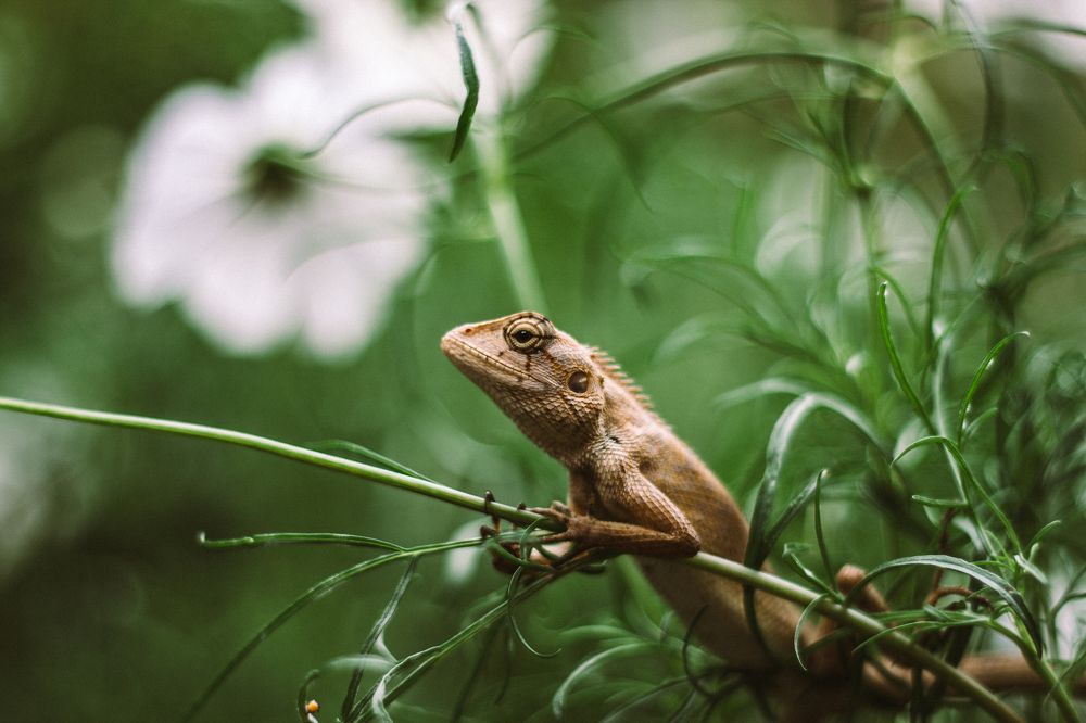 Iguanidae