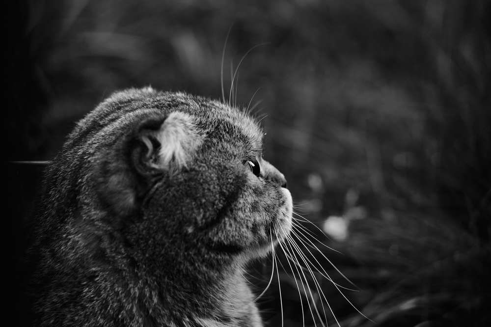 Photograph by Алексей Гунёв