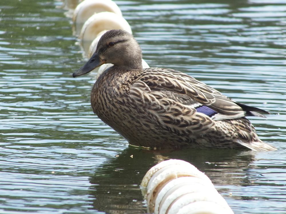 Photograph by Сергей Горбунов