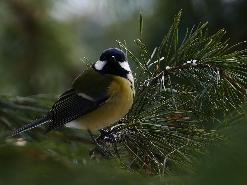 Photograph by Александр Кизим