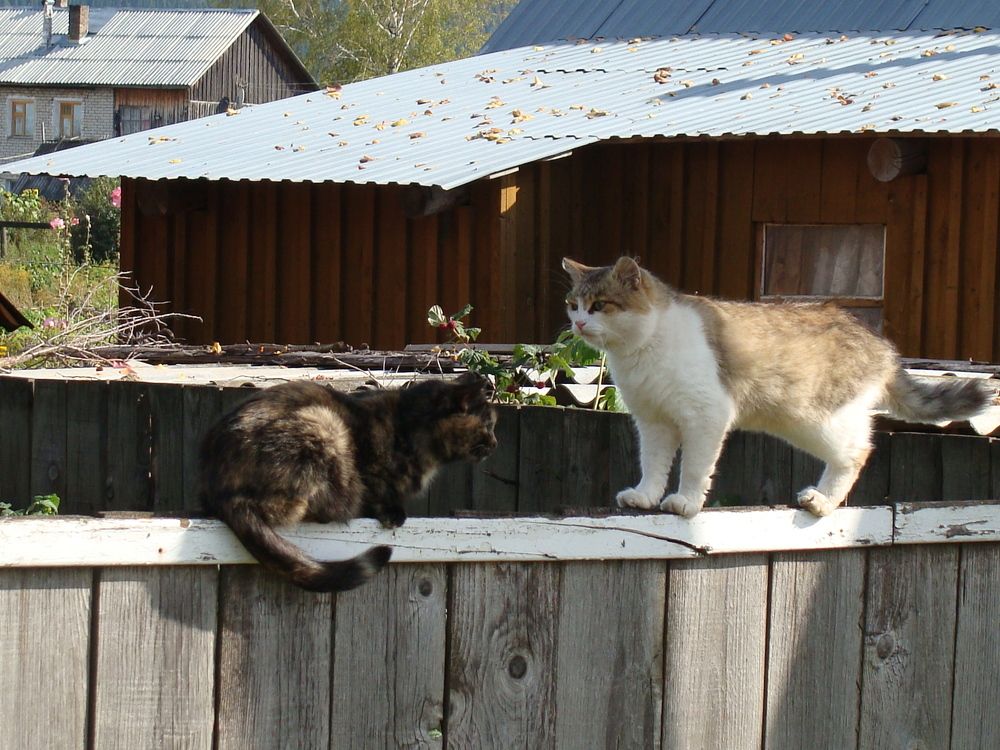 Photograph by Николай Худяков