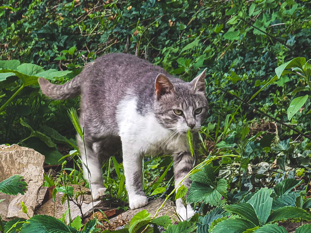 Фотография автора Petar Metić