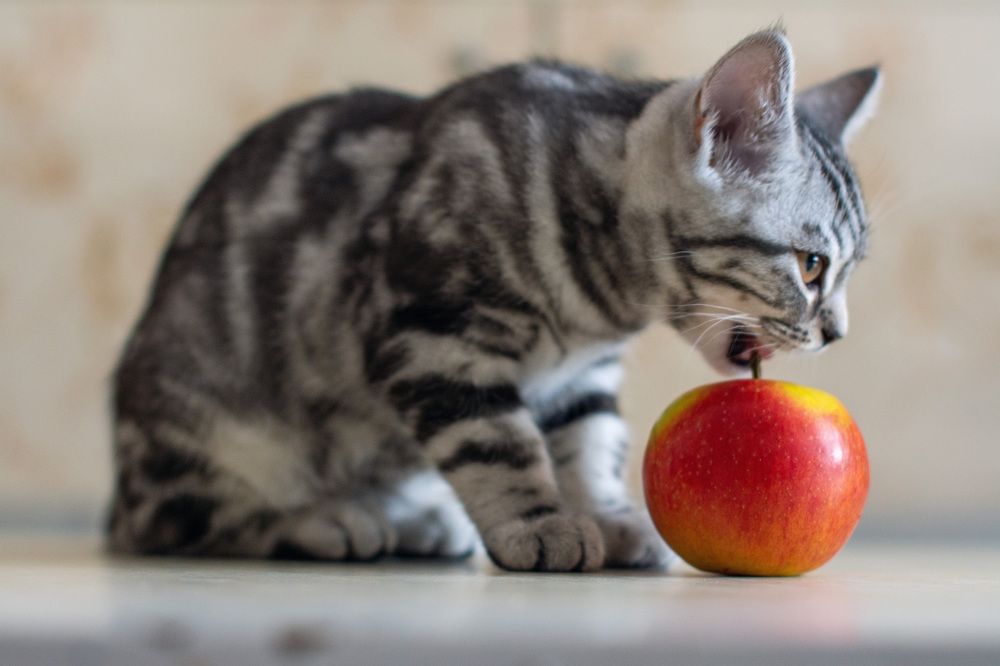 Фрукт не по зубам