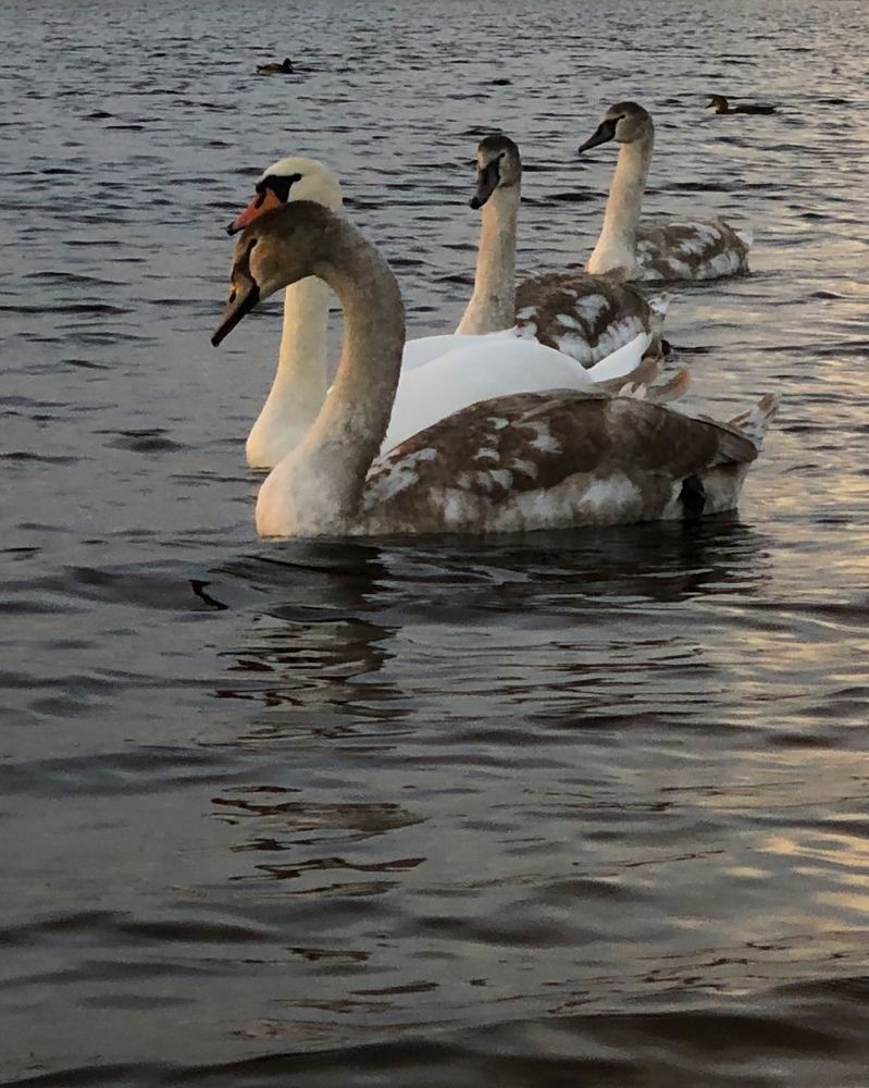 Photograph by Halina Mitsevich