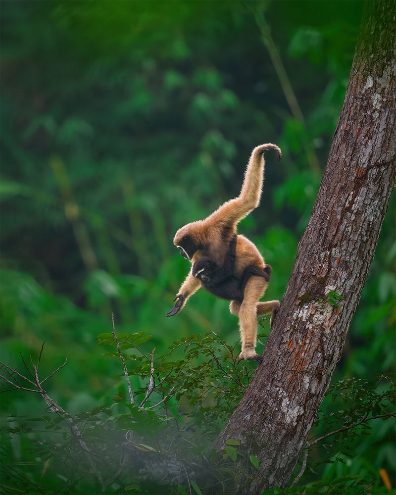 Western Hoolock Gibbon Family