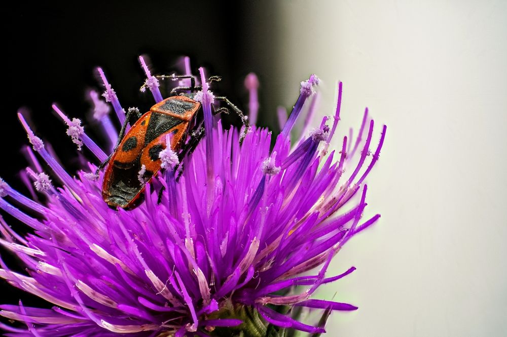 Photograph by Vadim Heinz