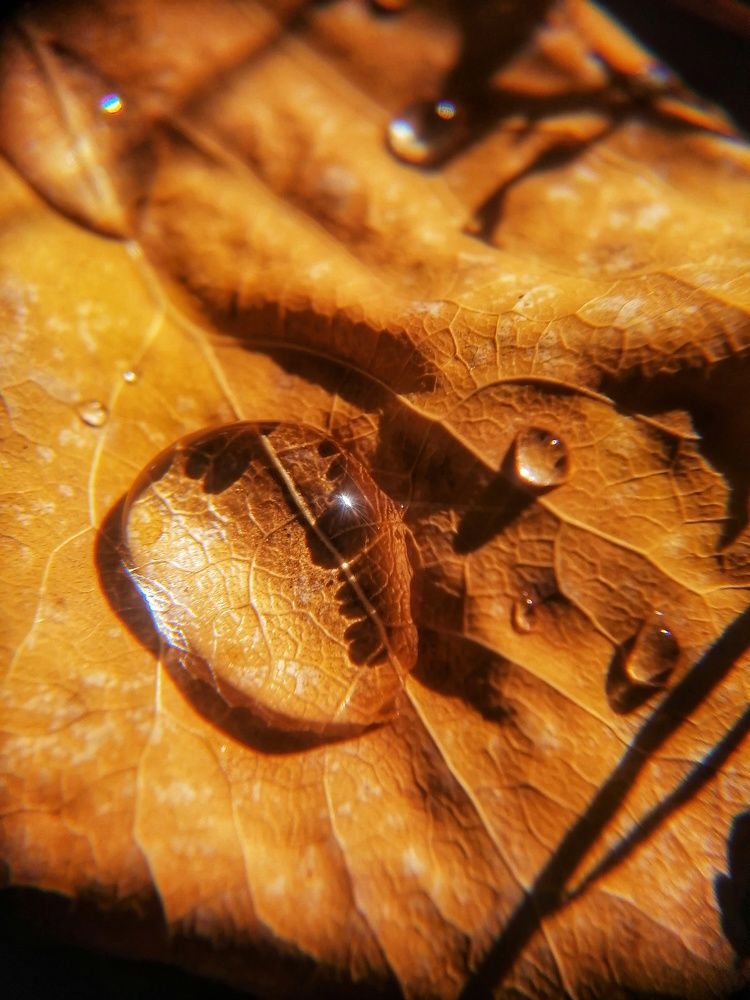 Photograph by Светлана Шелухеева